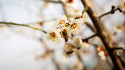 Honeybee flying to plum flower