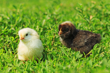 black and white chicks