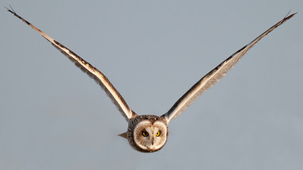 Sumpfohreule (Asio flammeus)