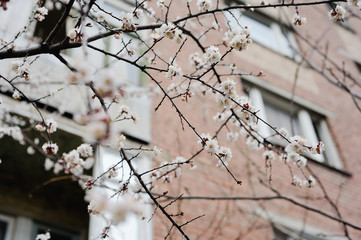 Spring flowering apricot