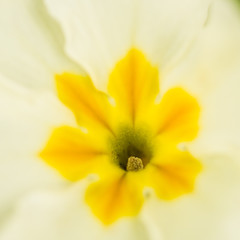 Inside A Primula