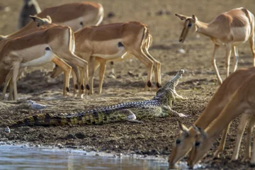 Photo sur Aluminium Crocodile Nile crocodile in Kruger National park, South Africa