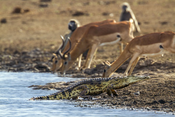 Naklejka premium Nile crocodile in Kruger National park, South Africa