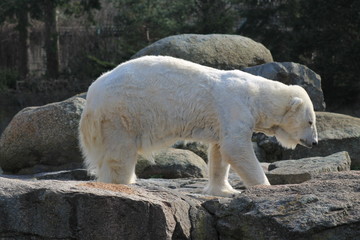 Polar bear