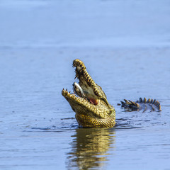 Obraz premium Nile crocodile in Kruger National park, South Africa