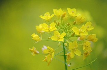 日本の黄色い春　菜の花（アブラナ）
