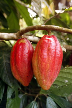SOUTH AMERICA VENEZUELA CHUAO CACAO PLANTATION