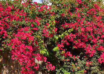 Fototapeta na wymiar Bush with red flowers.