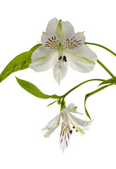 white alstroemeria flowers
