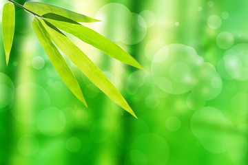 bamboo leaf and abstract green tree background bokeh