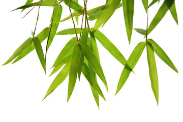 green bamboo leaves and branches isolated on white background Die cutting