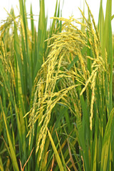 close up of yellow-green rice field in thailand
