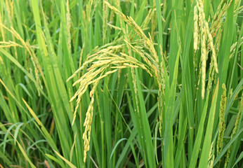 close up of green rice field in thailand