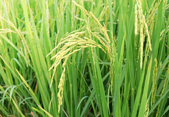 Fototapeta na wymiar close up of green rice field in thailand