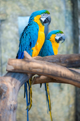 big beautiful parrots couple on a branch