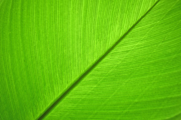 Close-up of green leaf abstract nature