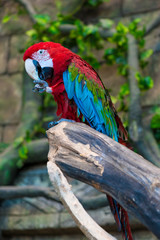 bright and large macaw parrot on a branch close-up © kosmos111