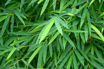 beautiful green bamboo leaves  in a jungle background blur front focus