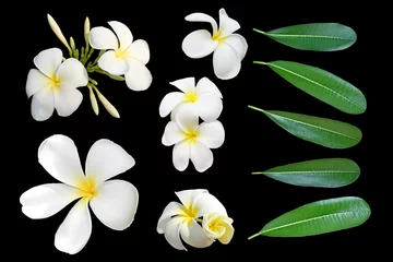 Papier Peint photo autocollant Frangipanier Fleurs tropicales frangipanier (plumeria) et feuille isolé sur fond noir