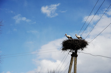 storks in the nest on the blue sky background