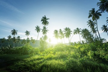 sunset in jungle, seychelles - obrazy, fototapety, plakaty