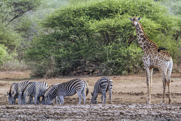 Fototapeta na wymiar Plains zebra and giraffe in Kruger National park, South Africa
