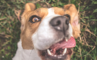 Beagle dog taking selfie photo