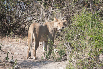 Lioness in Botswana