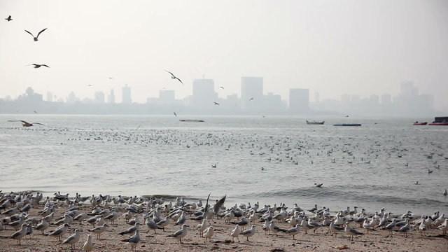 Seagulls at Mumbai beach