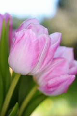 Obraz na płótnie Canvas Tulips, Tulip