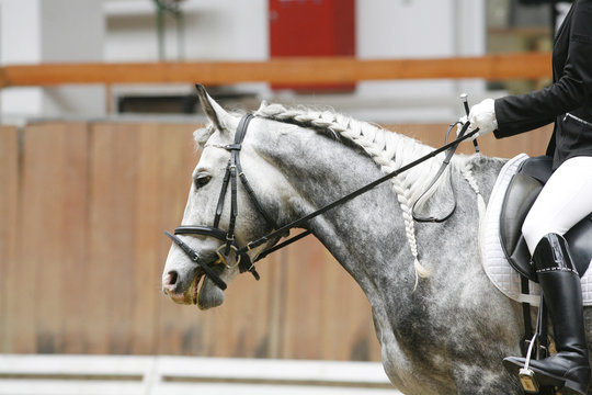 Dressage horse under saddle with unedintified rider indoor
