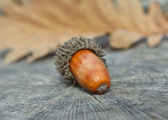 Brown acorn on wooden background