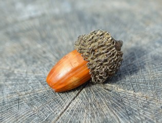 Brown acorn on wooden background