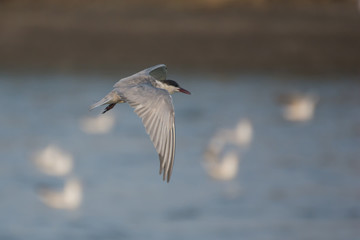 Seagull flying on soft background