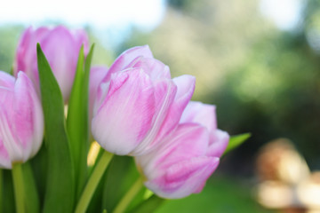 Fototapeta na wymiar Tulips, Tulip