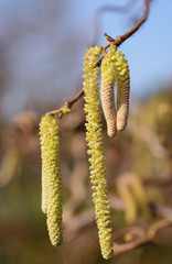 Contorted Hazelnut, filbert tree