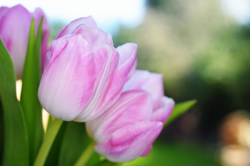 Obraz na płótnie Canvas Tulips, Tulip