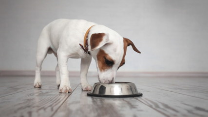 Dog eating food from bowl