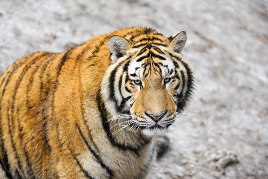 Siberian tiger preying in Harbin Tiger Park,China.