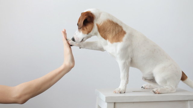 Dog paw supplies. Greeting