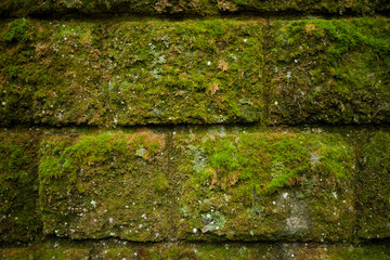 Moss on stone wall