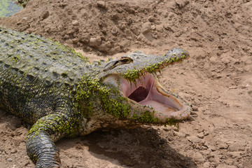 Obraz premium Alligator with gaping mouth on sandy shoreline