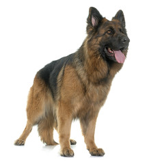 adult german shepherd