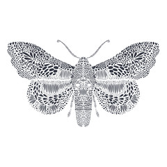 Amazing fly butterfly. 