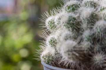 Cactus 