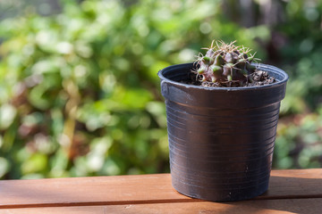 Cactus 