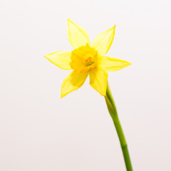 Flower yellow narcissus on a white background