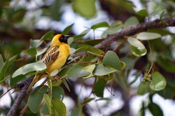Yellow Masked Weaver bird