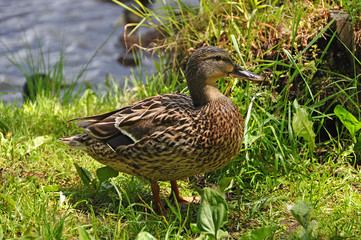 females of duck near the lake