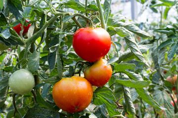 ripe and unripe tomatoes group on the vine, in the greenhouse. Solanum lycopersicum growing on a branch, among the green leaves of the plant 